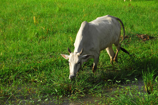 A cow, Cambodia