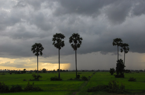 Palms rising out of rice fields with a thunderstorm, Cambodia