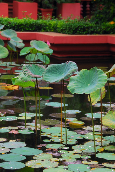 Lilypond in the museum courtyard