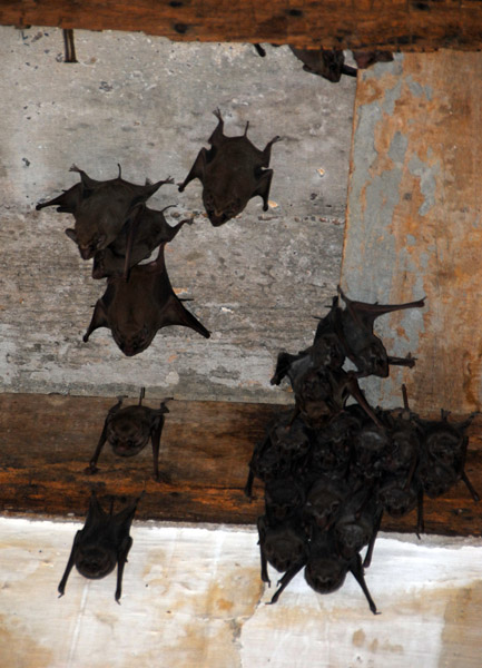 Bats hanging from the ceiling of the former school