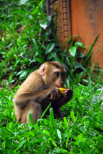 Monkey, Wat Phnom