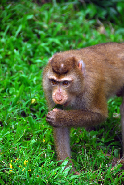 Monkey, Wat Phnom