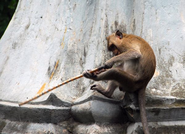 Monkey, Wat Phnom