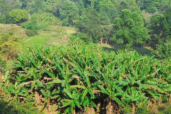 Bananas, Doi Suthep