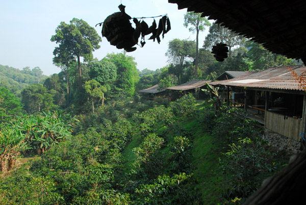 Coffee plantation, Doi Suthep