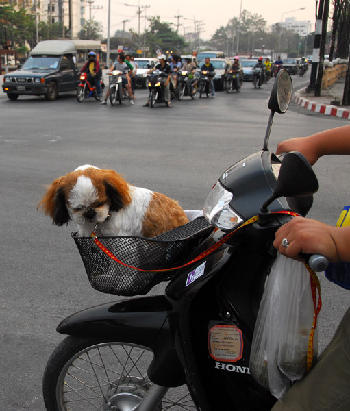 Designer dog in a motorbike basket