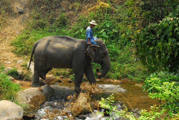 Mahout leading elephant to the river, Maesa