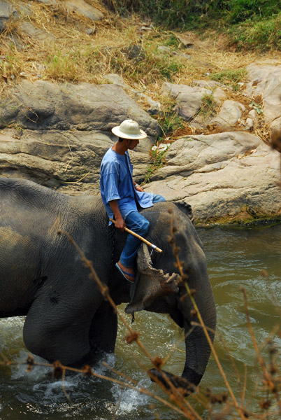 Maesa Elephant Camp, Chiang Mai