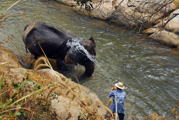 Elephant bathing time, Maesa Elephant Camp, Chiang Mai Province