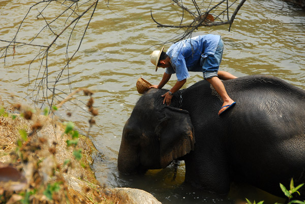 Elephant bathing time, Maesa Elephant Camp, Chiang Mai Province