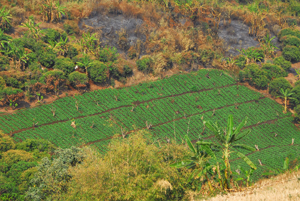 Vegetable field, Chiang Mai hill country