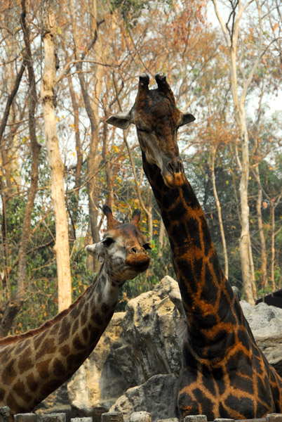 Giraffes, Chiang Mai Zoo