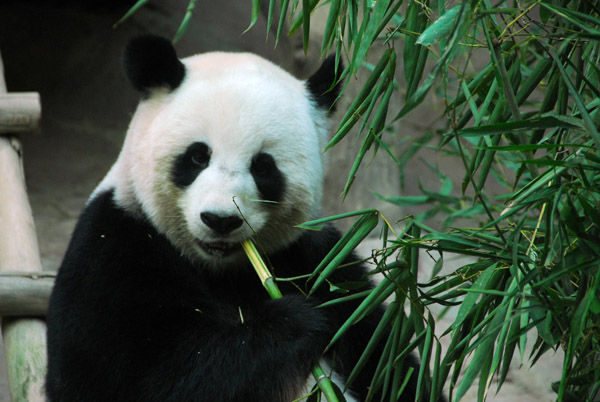 Giant Panda, Chiang Mai Zoo