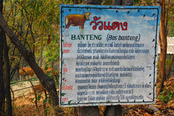 Signs are mostly in Thai, Chiang Mai Zoo