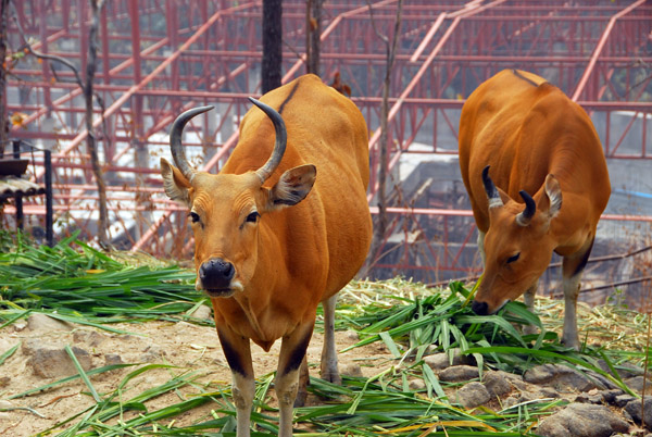 Banteng (Bos banteng) Chiang Mai Zoo