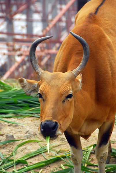 Banteng (Bos banteng) Chiang Mai Zoo