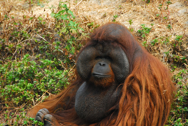 Large male orangutan, Chiang Mai Zoo