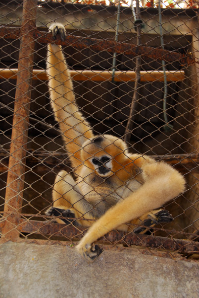 White Cheeked Gibbon, Chiang Mai Zoo