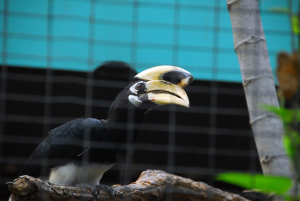 Pied Hornbill (Anthracoceros albirostris) Chiang Mai Zoo