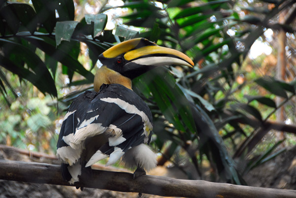 Great Hornbill (Buceros bicornis) Chiang Mai Zoo