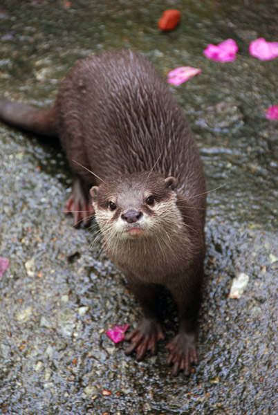 Curious otter, Chiang Mai Zoo