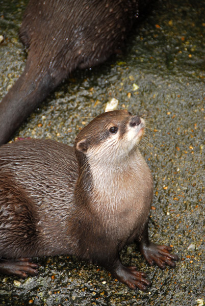 Mall-clawed Otter (Aonyx cinerea) Chiang Mai Zoo