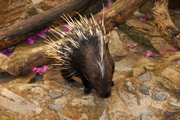 Malayan Porcupine (Hystrix brachyura) Chiang Mai Zoo