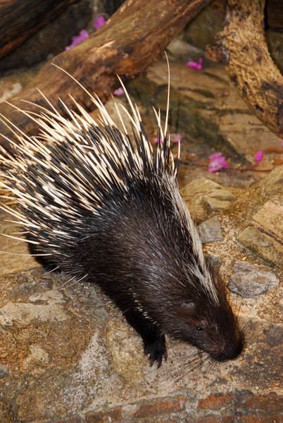 Malayan Porcupine (Hystrix brachyura) Chiang Mai Zoo