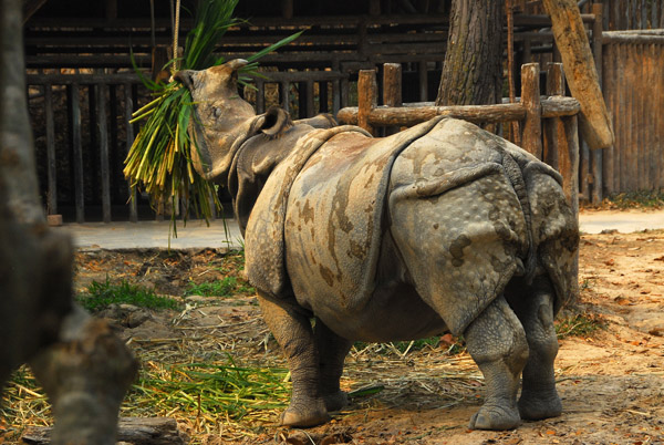 Great Indian Rhinoceros (Rhinoceros unicornis) Chiang Mai Zoo