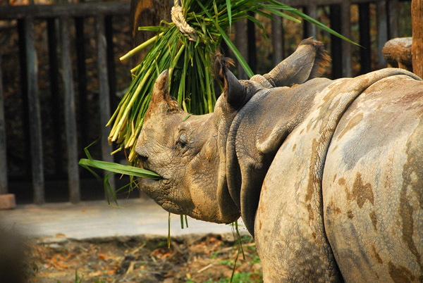 Great Indian Rhinoceros (Rhinoceros unicornis) Chiang Mai Zoo