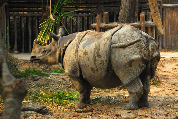 Great Indian Rhinoceros (Rhinoceros unicornis) Chiang Mai Zoo