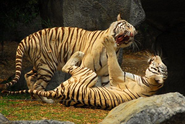 White Bengal Tigers playing, Chiang Mai Zoo
