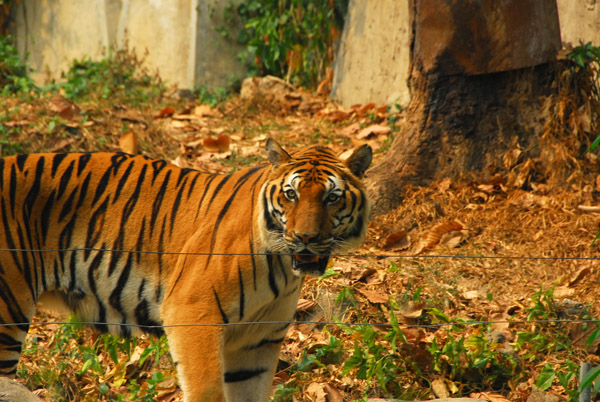 Standard color Tiger, Chiang Mai Zoo