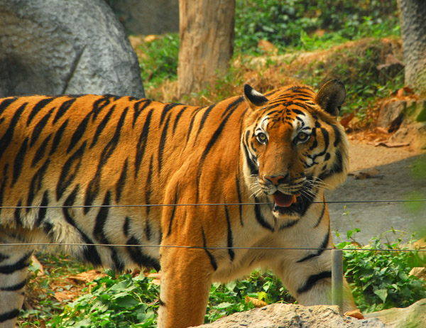 Tiger, Chiang Mai Zoo