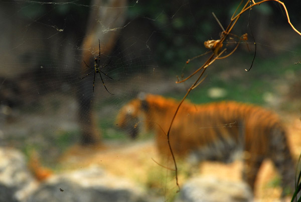 Spider and web by the tiger enclosure, Chiang Mai Zoo