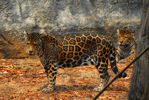 Jaguar (Panthera onca) Chiang Mai Zoo