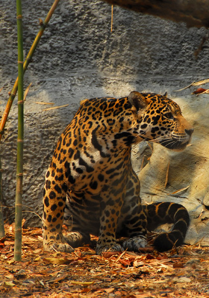 Jaguar (Panthera onca) Chiang Mai Zoo