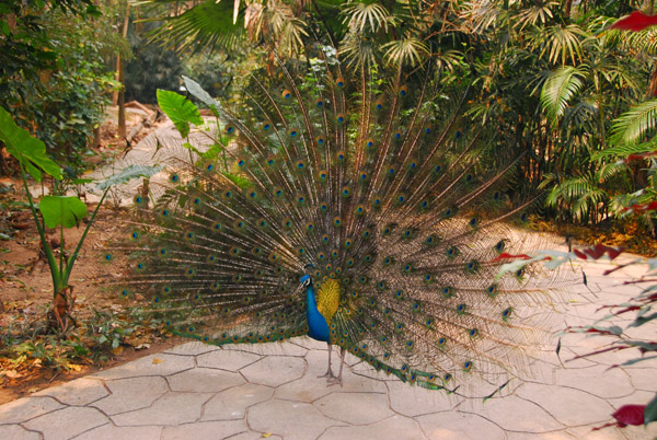 Peacock on display, Chiang Mai Zoo