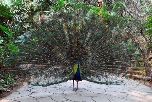 Peacock on display, Chiang Mai Zoo