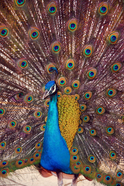 Peacock on display, Chiang Mai Zoo