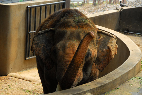 Asian elephant, Chiang Mai Zoo