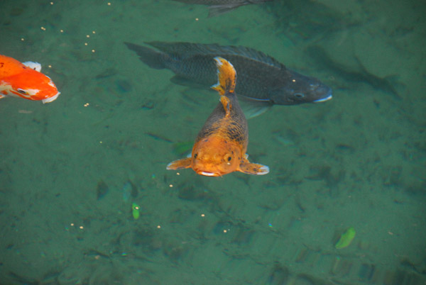 Carp, Chiang Dao