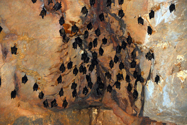 Bats hanginf from the ceiling, Chiang Dao cave