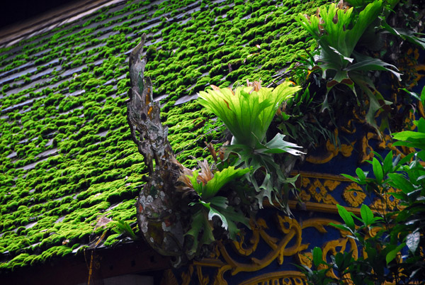 Moss-covered temple near the entrance to Chiang Dao cave