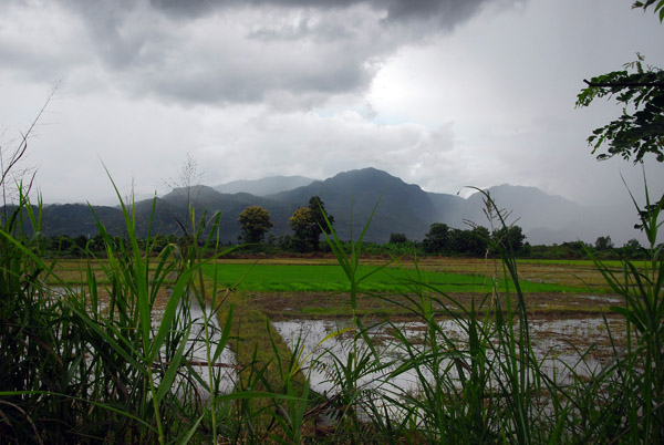 Rice paddies, Chiang Rai province