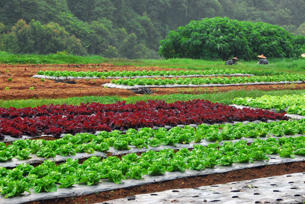 Vegetable field, Royal Agricultural Station, Angkhang