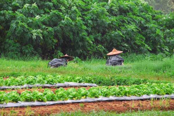 Working in the fields during the rain, Royal Agricultural Station, Angkhang