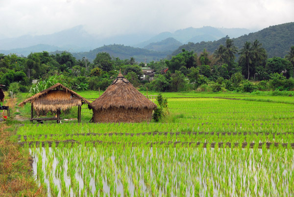 Neatly stacked rice and green rice paddies, Fang, Chiang Mai Province
