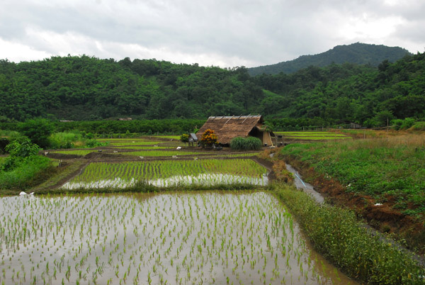 Thatched hut and rice paddy, Fang, Chiang Mai Province