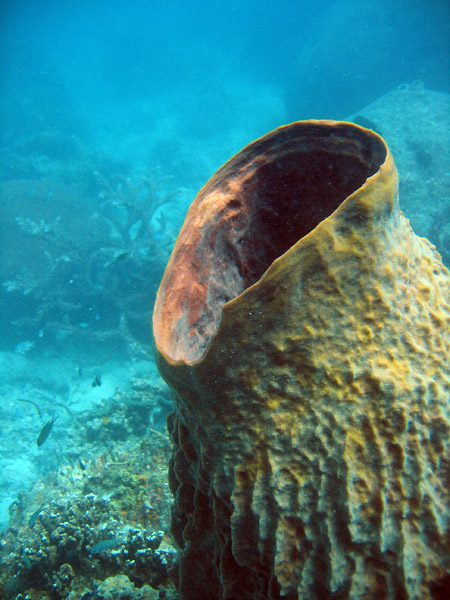 Giant Barrel Sponge (Xestospongia testudinaria) Ko Tao